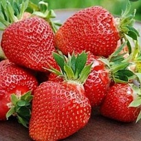 Земляника Фраголареа НФ149 (ОКС) 5шт/кор