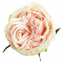Роза Floricola Irose Stb S.a. Garden Spirit дл.50 25шт