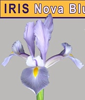 Ирис Nova Blue 10шт