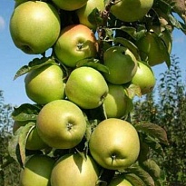 Яблоня колон. Искорка (ЗКС) 2л 1шт