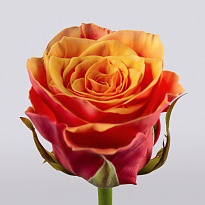 Роза Эспана одноголовая (МЦ) дл.60 20шт/уп
