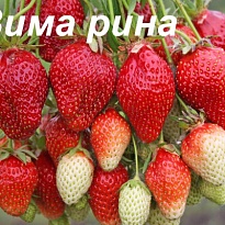 Земляника Вима Рина ремонт.(ОКС) 3шт/упак