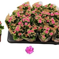 Каланхое Нандо Пинк d7 h15 16шт