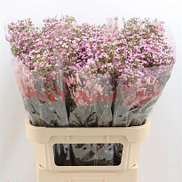 Хамелациум (Waxfl) Pirouette 5шт