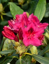 Рододендрон (Rhododéndron) Нова Зембла d19 h50 3шт