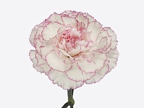 Гвоздика Pastel Damascus 20шт