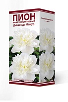 Пион молочноцветковый Дюшес де Немур 2-3 1шт