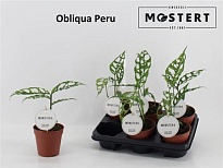 Монстера Вариегата Перу d12 h35 6шт