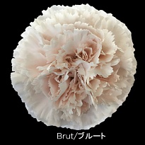 Гвоздика Brut 20шт