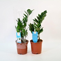 Замиокулькас d14 h50 7шт