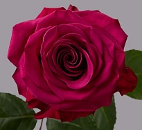 Роза Tessa Roseberry дл.50 25шт