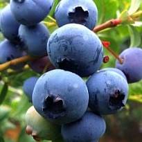 Голубика (Vaccinium) высокорослая Ханнас Чойс d15 1шт