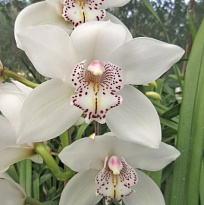 Орхидея Cymbidium Royal Promise Maxime*9 дл.60 1шт