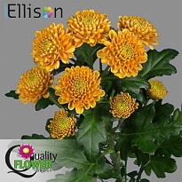 Хризантема сантини  Ellison Orange 25шт