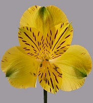 Альстромерия Tessa Canary дл.60 10шт