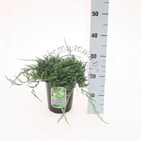 Можжевельник (Juniperus) горизонт. Вилтони (KV) d13 h20 8шт
