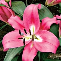 Лилия or. Robina 3+ 10шт