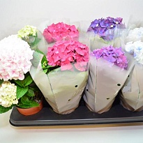 Гортензия Макр. микс d13 h35 6шт