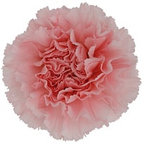 Гвоздика Pink 20шт
