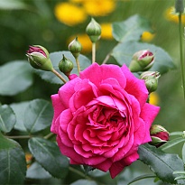 Роза Лагуна плетистая/Цв.Кор.