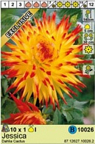 Георгина Джессика кактус. 1шт*