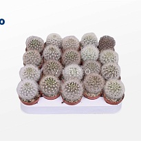 Кактус Неопортерия Сениллис d5 h15 20шт