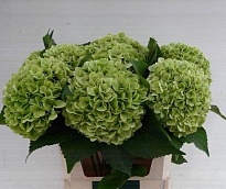 Гортензия Blizzard Classic дл.80 d24 1шт