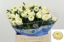 Лютик Succes Creme 10шт