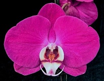 Орхидея Фален. Куварай 1ст d12 h80-85 10шт