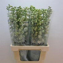 Дельфиниум Guard White 10шт