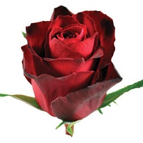 Роза Madam Red дл.50 10шт