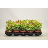 Крассула Сансет d8 h10 18шт