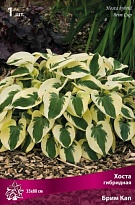 Хоста гибридная Брим Кап 1шт