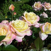 Роза Глория Клайминг плетистая (ОКС) 1шт