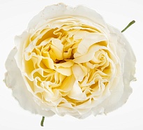 Роза Campanario Del Santa Anita S.c.c. Angelkiss дл.50 25шт