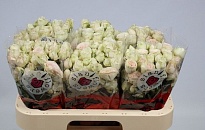 Роза кустовая Sweet Blossoms дл.60 10шт