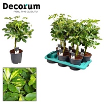 Шеффлера Голд Капелла Твист стем d21 h95 1шт