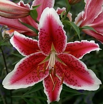 Лилия or. Starfighter 3+ 10шт