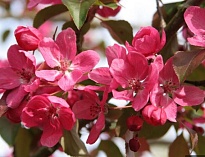 Яблоня декорат. Рудольф/С