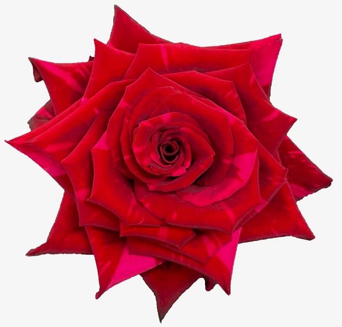 Роза Edelmy Roses Red Panther дл.50 25шт