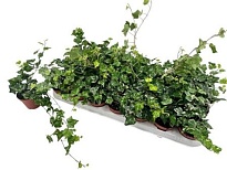 Хедера Хеликс Колибри d8 h20 21шт