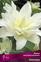 Лилия восточная Близзард 14/16