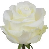 Роза Flowers Village First Lady дл.50 25шт