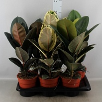 Фикус Эластика микс d17 h50 6шт