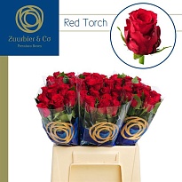 Роза Red Torch дл.40 10шт