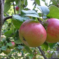 Яблоня карликовая Приземленное/Цв.Кор 1шт