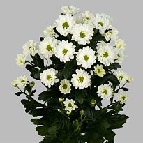 Хризантема сантини Kindly White 25шт