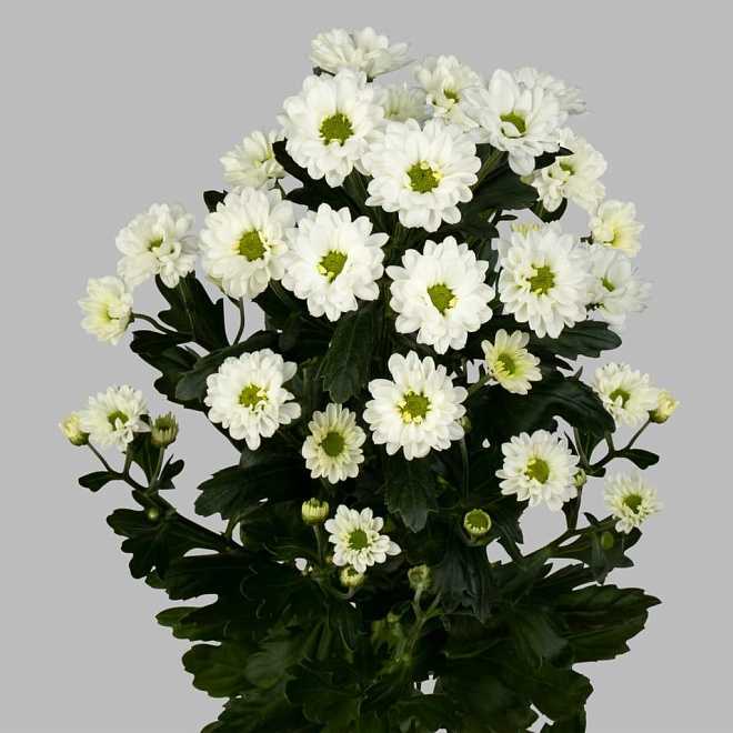 Хризантема сантини Kindly White 25шт