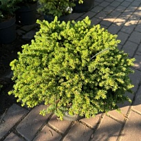 Ель (Picea) обыкновенная Литтл Джем 5л h25 1шт