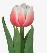 Тюльпан Do Sambuca 10шт